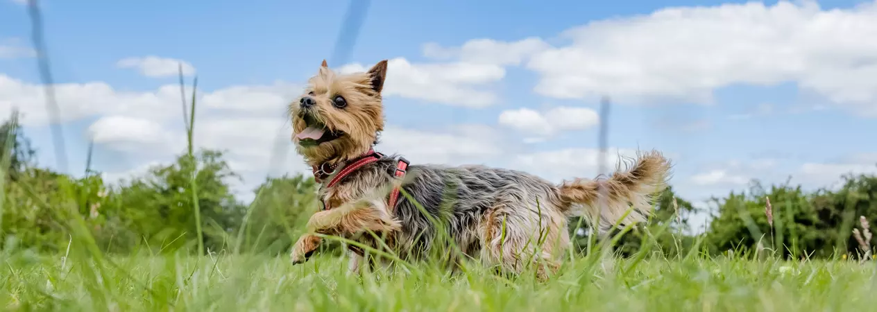 Yorkshire terrier, Petra, running through grass wearing a red harness