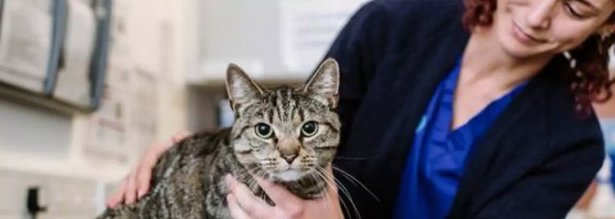 Female vet checking a cat in one of our animals hospital clinics