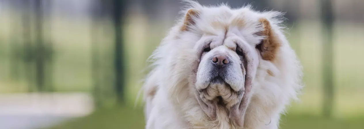 Chow chow dog Bridget outside in a grassy run