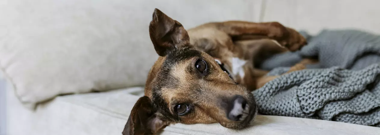 Brown dog, Albert, lying on the sofa with a blanket
