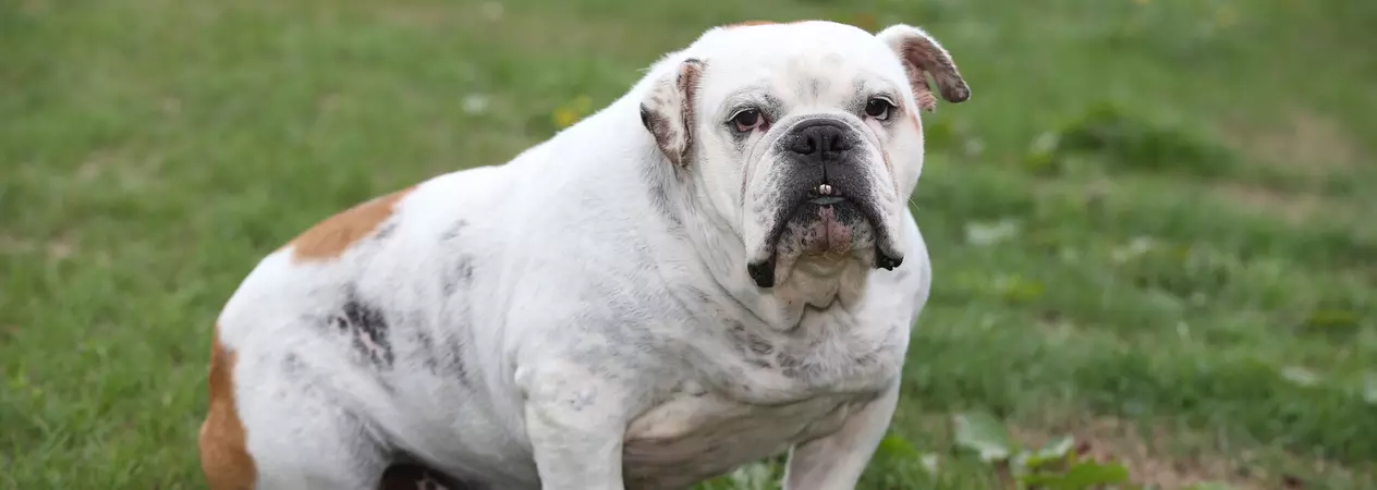 English bulldog, Pig, sitting on the grass