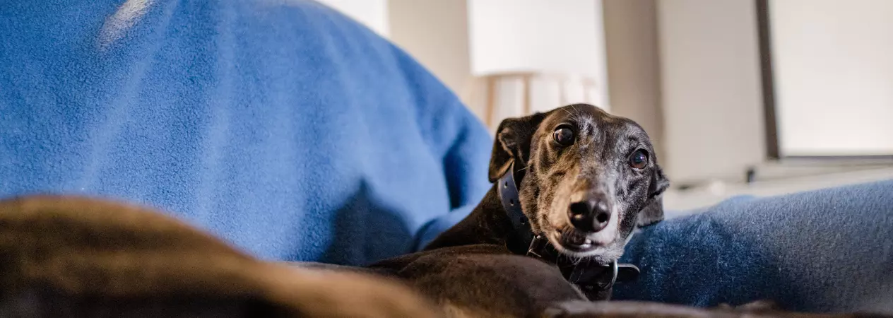 Greyhound in Blue Cross care