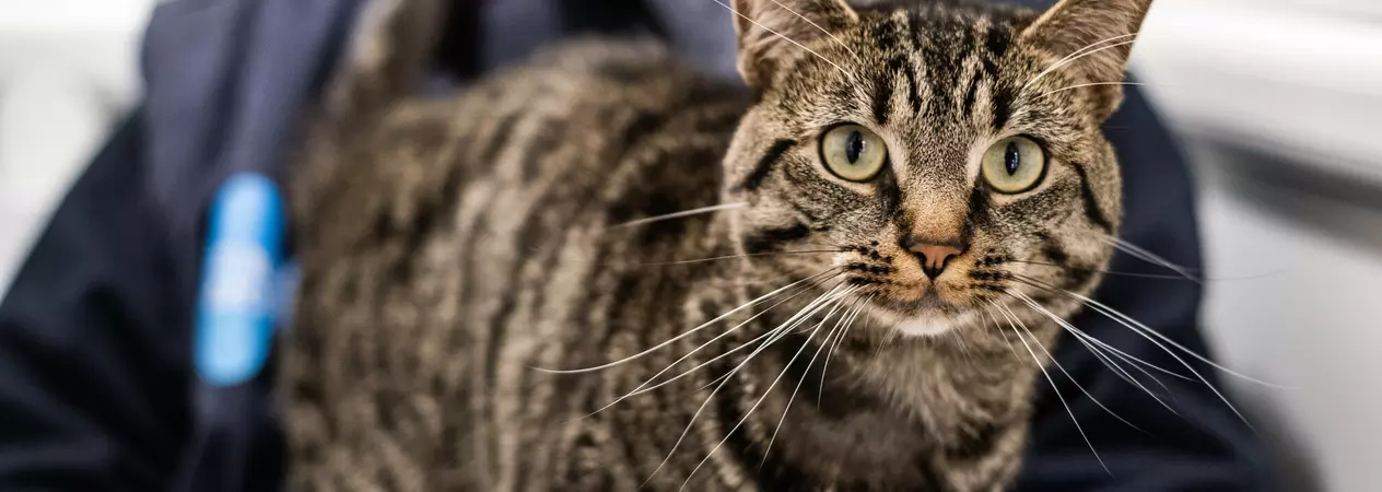 Cat Lizard sits on the lap of a Blue Cross team member and looks to camera