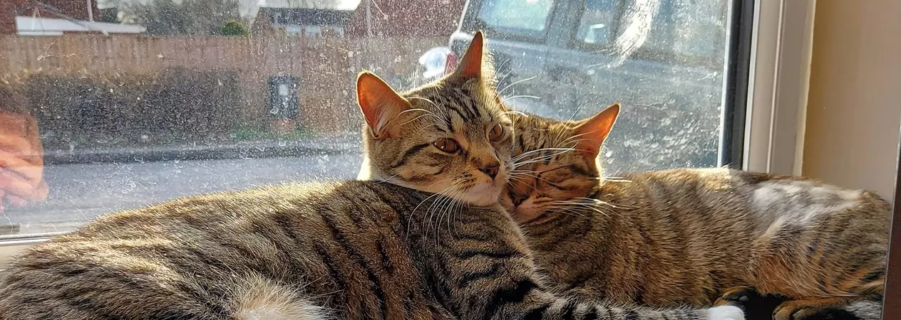 Hope and Joy cuddled up together on a sunny windowsill