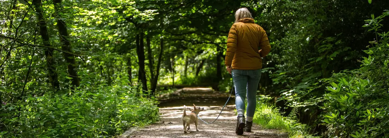 Dog Akira and foster carer walking in a shady forest