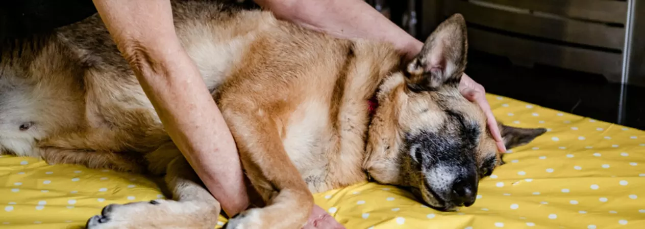Dog Sheba relaxing in her new home