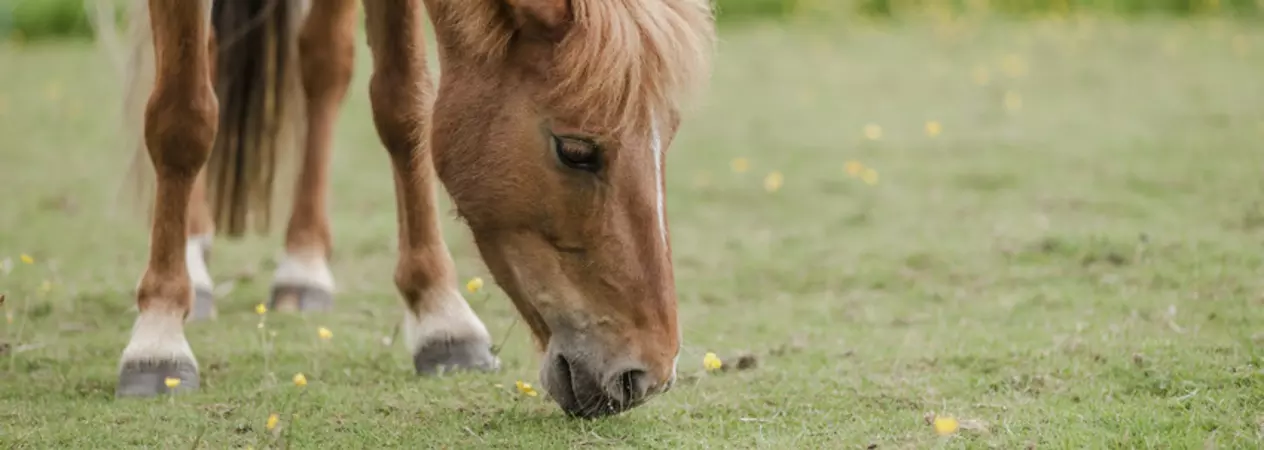 Young pony grazing in a field