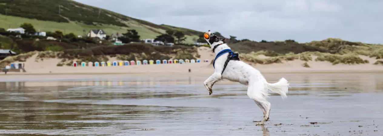 Black and white dog Vader playing with an orange ball on the beach