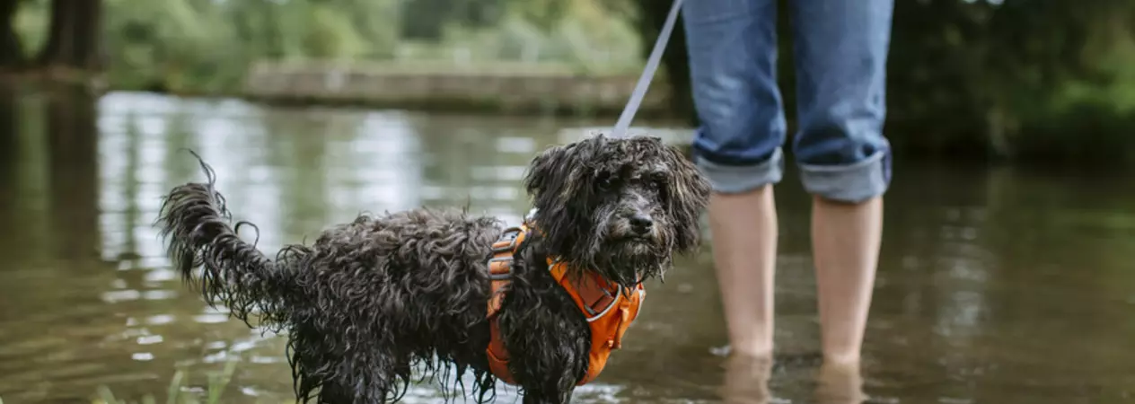 A small black dog stands in a stream