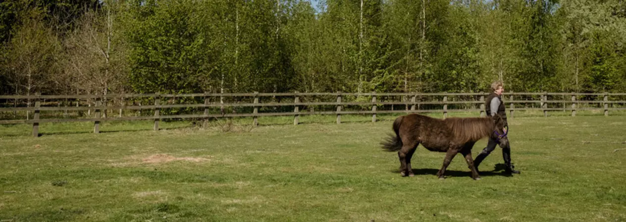 Bay Shetland pony walking in a field with her owner and trees in the background