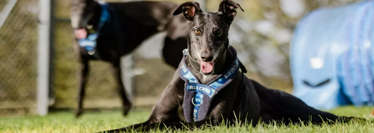 Ex greyhound racers Dolly and Betty in a park