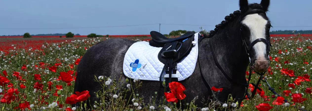 Blue Cross pony standing in a field of flowers