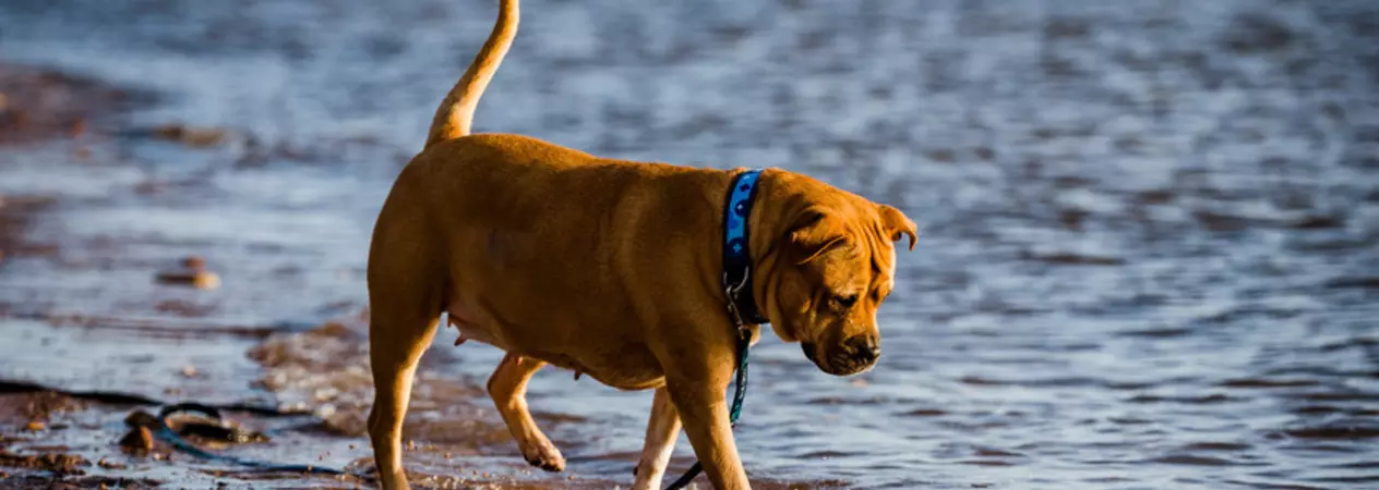American staffie-cross dog Bumble standing by the sea