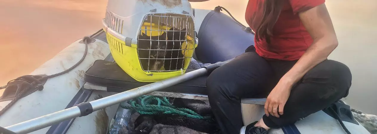 Volunteers rescuing kittens and a dog during flooding in Kherson  