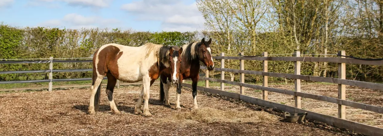 Two horses grazing on hay