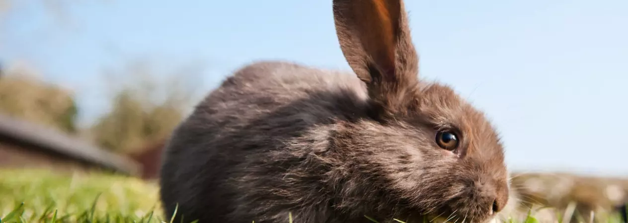 A rabbit spending time outdoors in summer