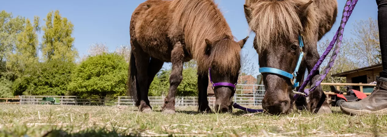 Brown ponies Treacle and Candy eating grass