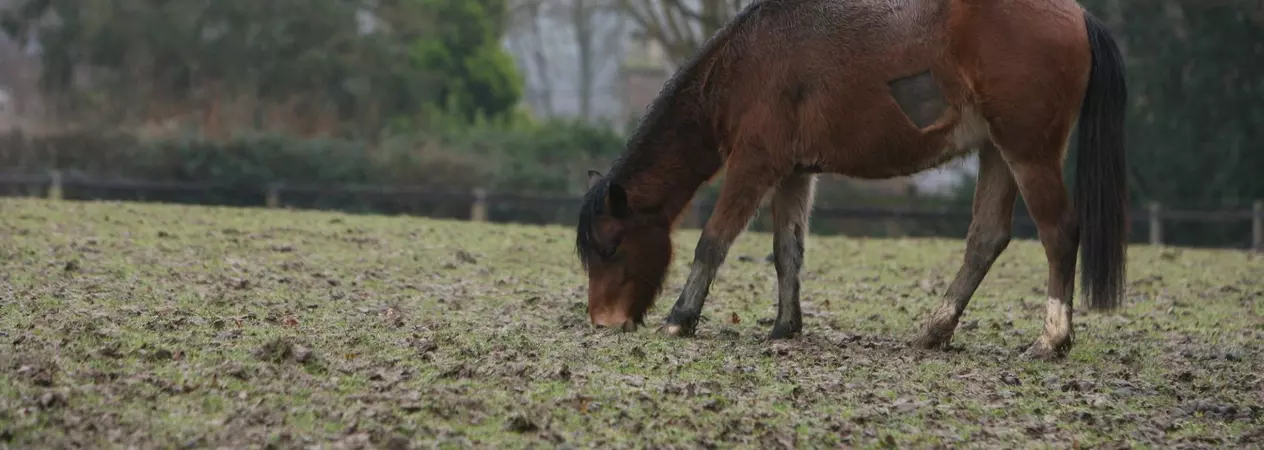 Bay pony grazing in a field