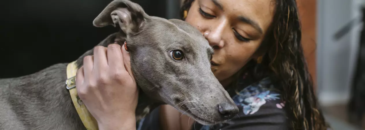 Greyhound Bleu leans into his owner for a cuddle