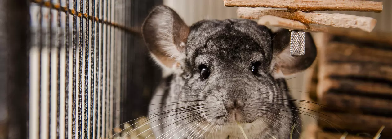 A grey chinchilla explores their hay bedding.
