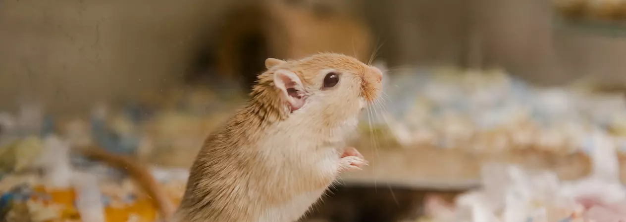 A golden agouti gerbil stands in their accommodation.