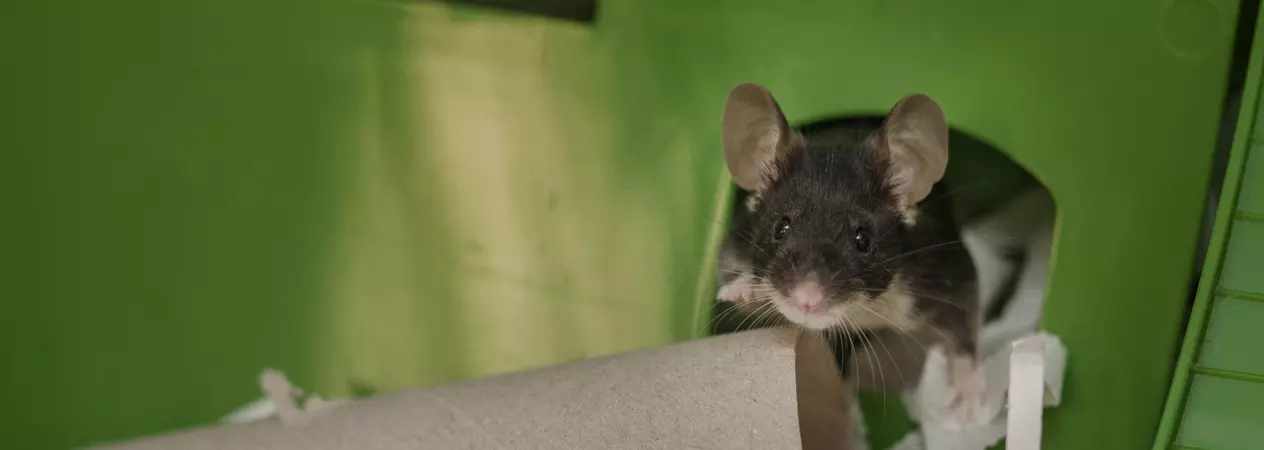 A black mouse peers out of their hideaway, next to a toilet roll inner tube.