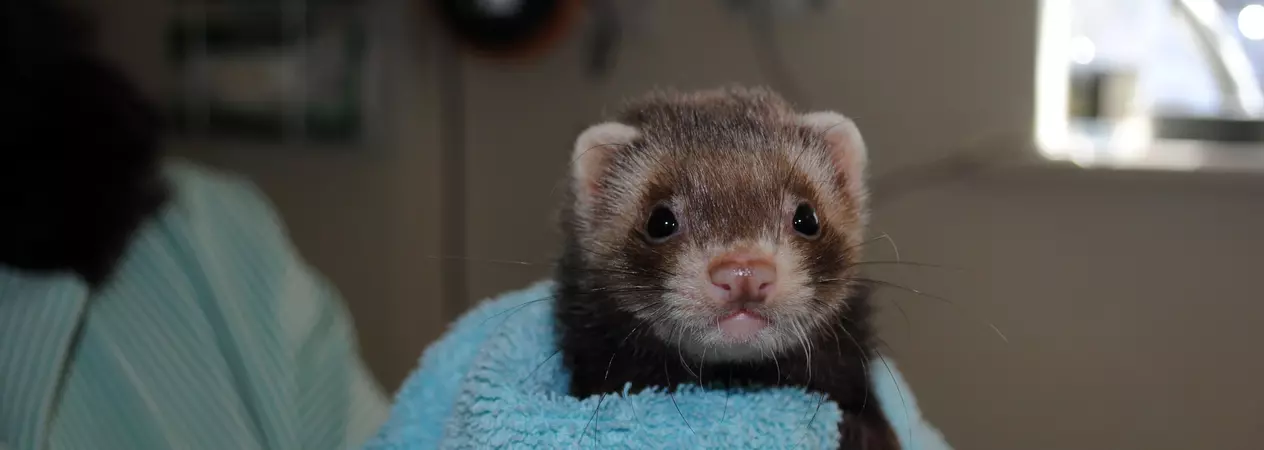 A chocolate coloured ferret is held in a towel by a Blue Cross vet.