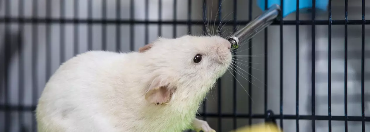 A white hamster drinks from a water bottle in their cage.