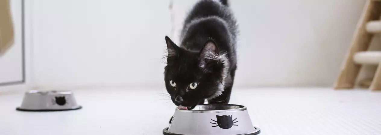 A black cat eating from a silver food dish.