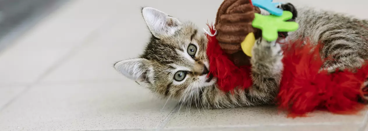 A young tabby kitten plays with a colourful cat wand.