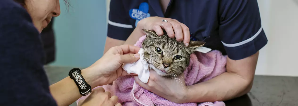 A tabby cat is assessed and cleaned by two Blue Cross vets.