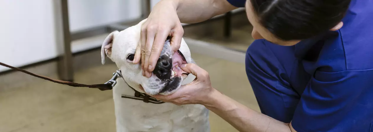 A white staffie dog has their teeth assessed by a Blue Cross vet.