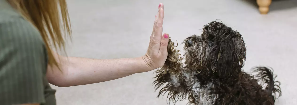 A black cockerpoo is taught how to high five by their owner.
