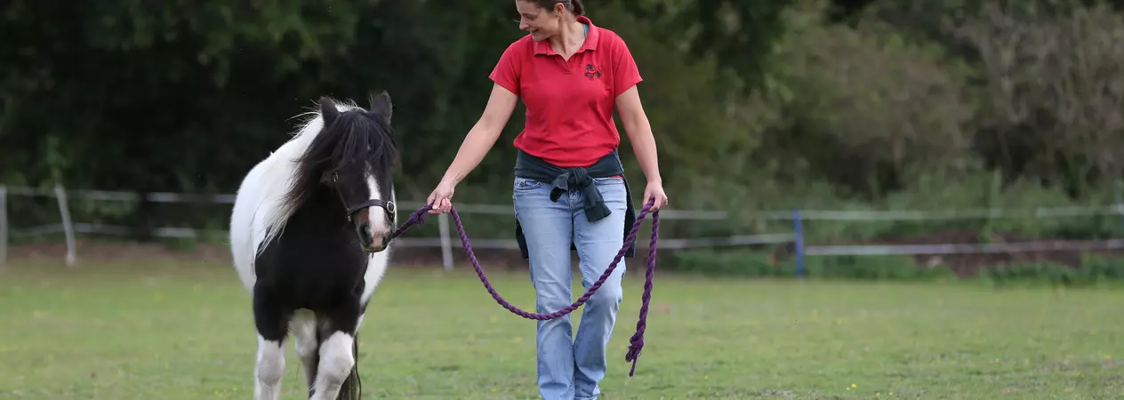 A pony is exercised by their owner in hand in a paddock.