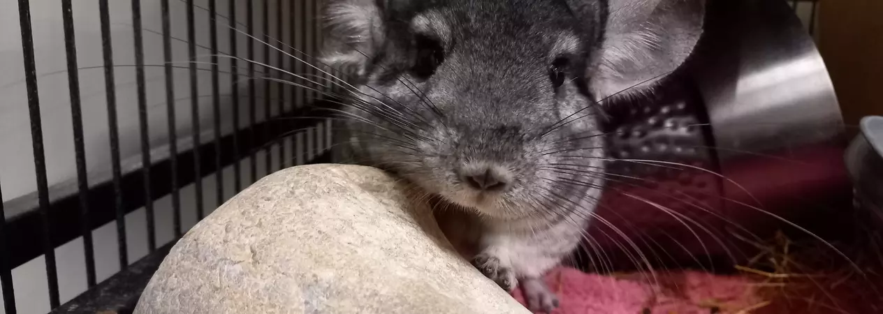 A grey chinchilla with his head resting on a rock