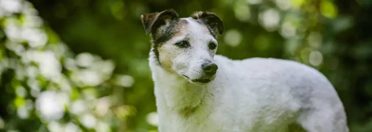 A white and brown jack russell called Libby, gazing outdoors while standing in front of a green back drop
