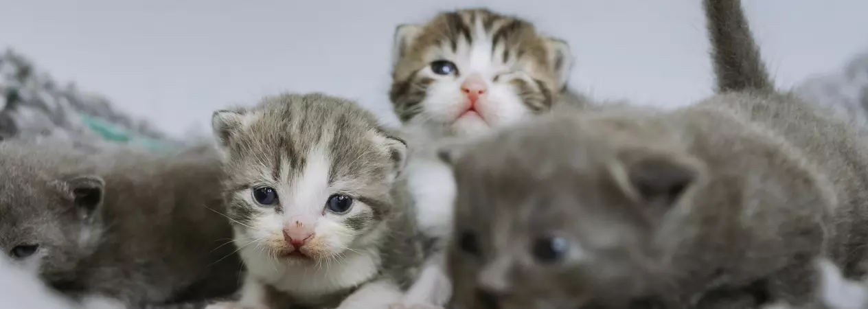 Two tabby kittens and two grey kittens in a bed