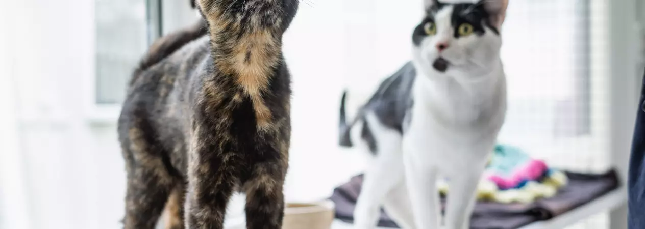 Tortoiseshell cat Juliet with black and white friend Romeo in the background