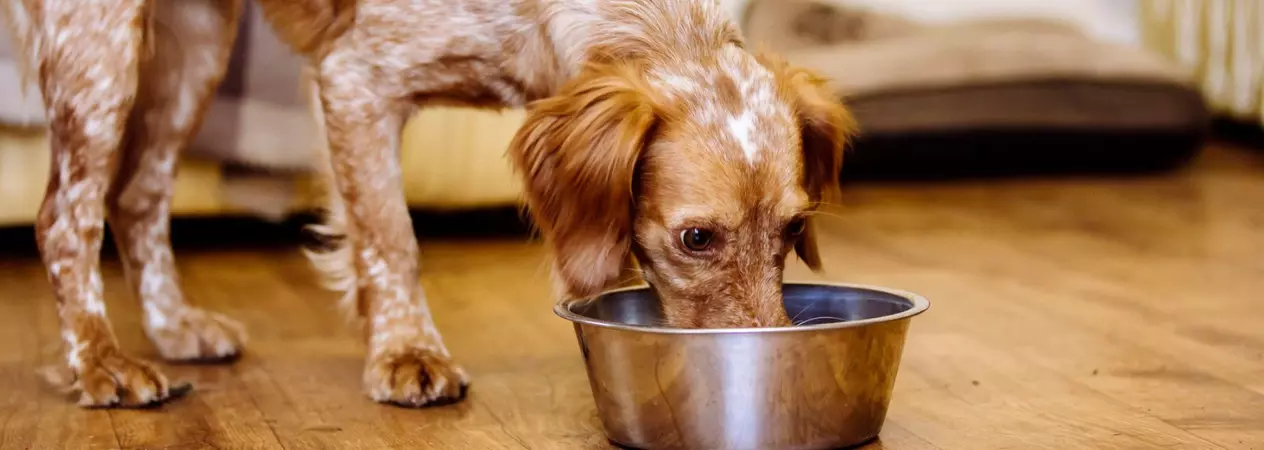 A dog eating a bland diet from a bowl.