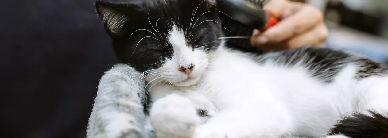 A black and white cat enjoys being groomed by a Blue Cross staff member.