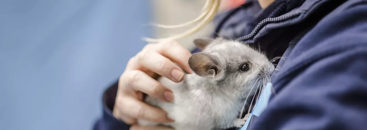 A young grey chinchilla is held by a Blue Cross vet.