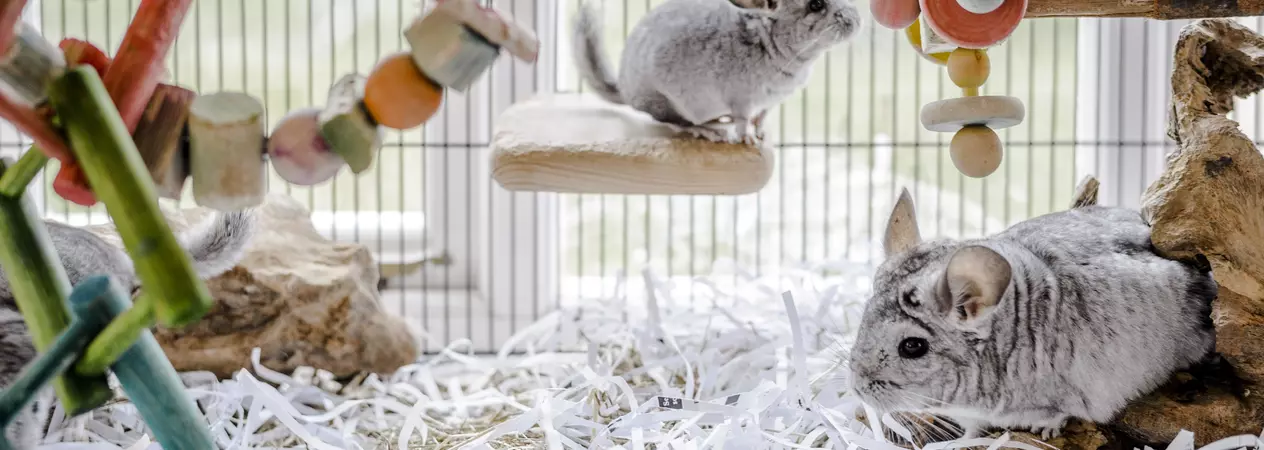 Two grey chinchillas explore their accommodation and toys.