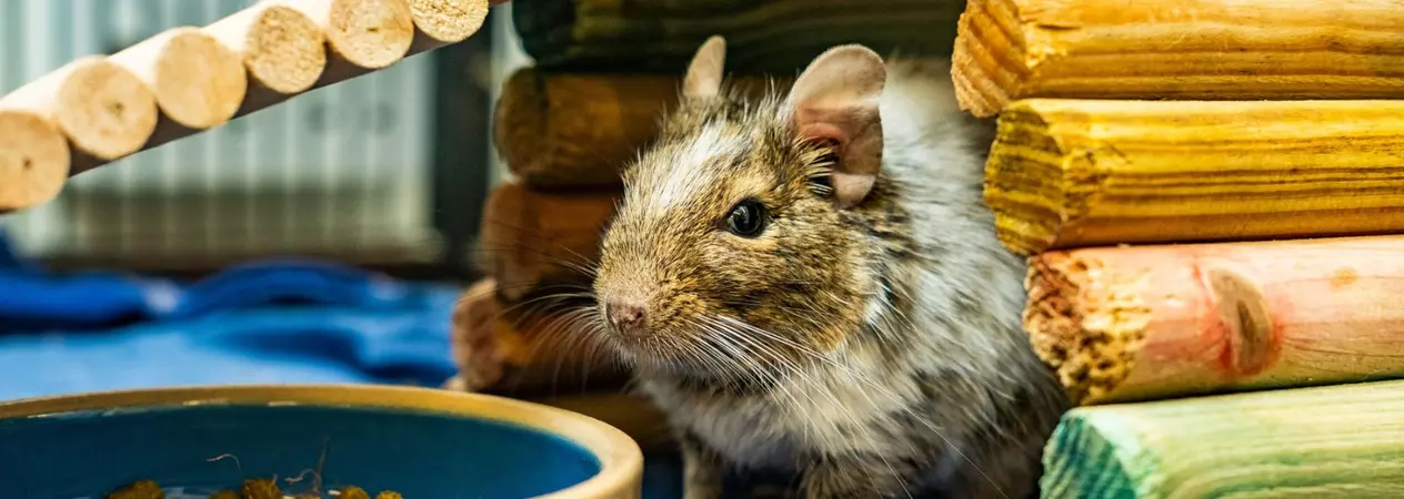An agouti degu sits in their wooden hut in their accommodation.