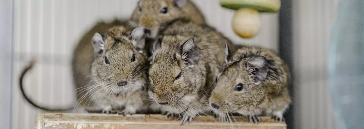 Four degus huddle together on a wooden box in their accommodation.