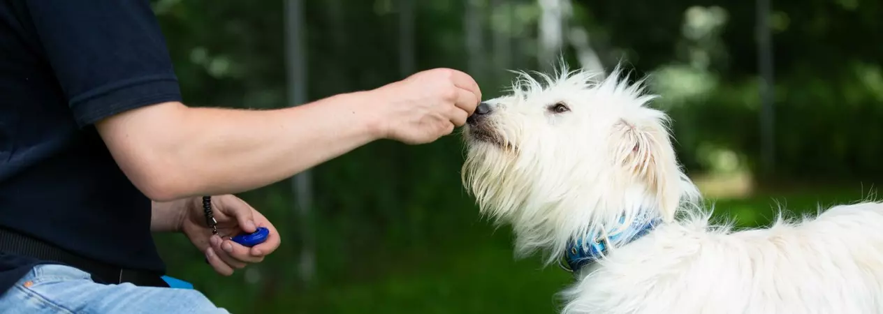 A Blue Cross behaviourist trains a white dog using a treat and a clicker.