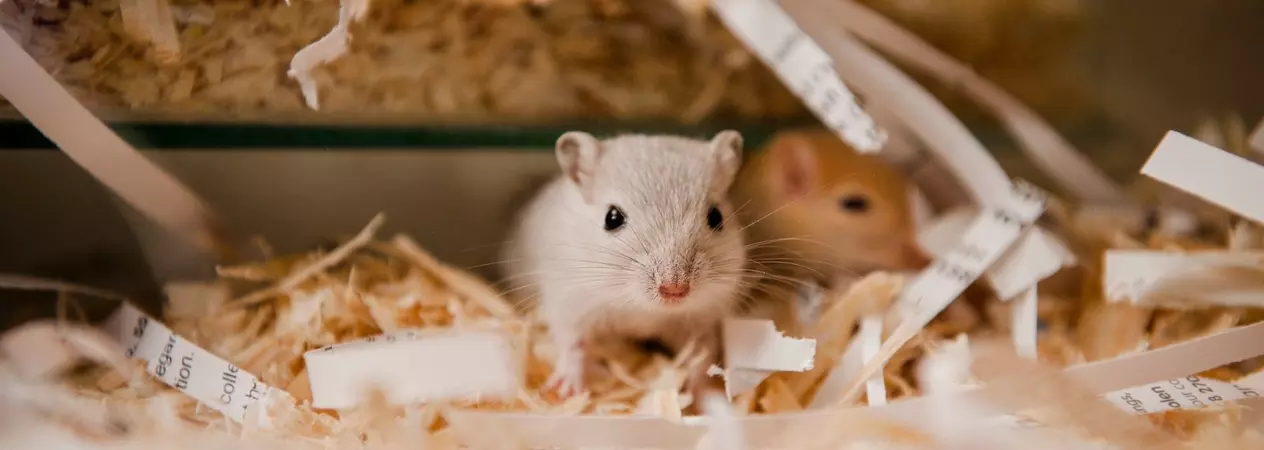 A pair of baby gerbils peer out of their shredded newspaper bedding.