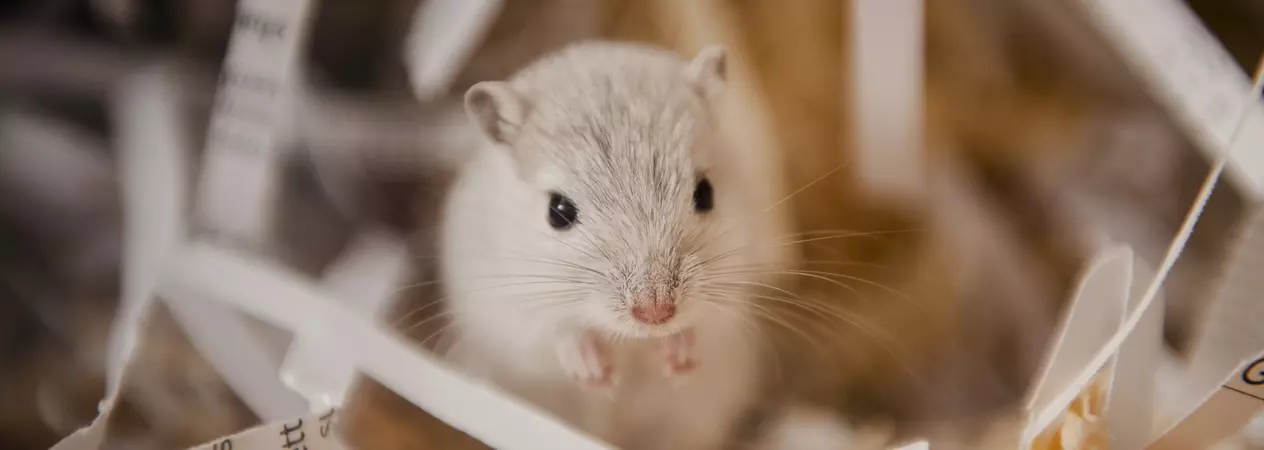 A grey gerbil sits surrounded by shredded newspaper in their accommodation.