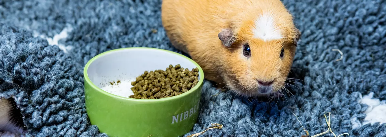 A ginger guinea pig sitting by their bowl of food.