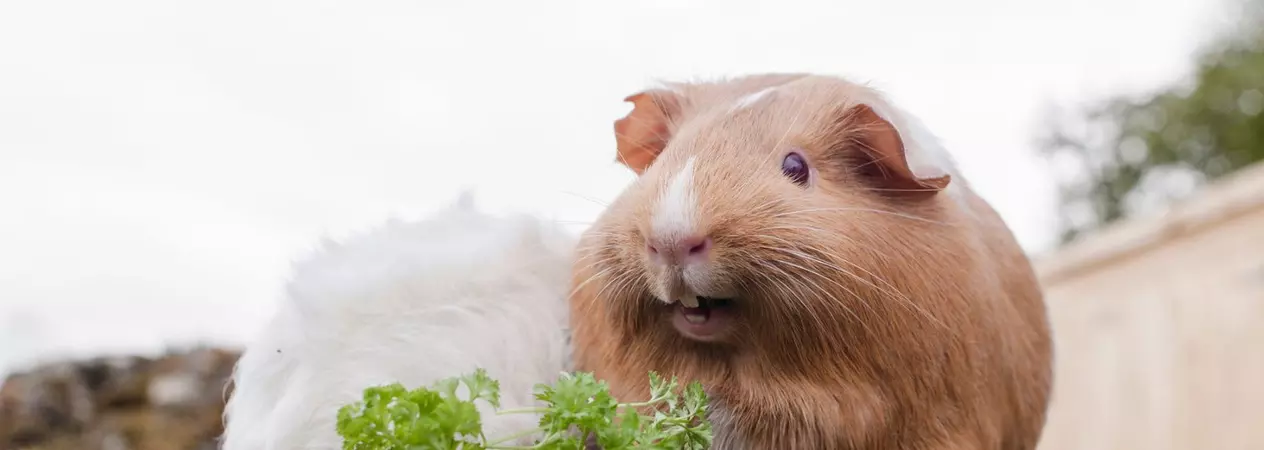 A white and brown guinea pig eating side by side.