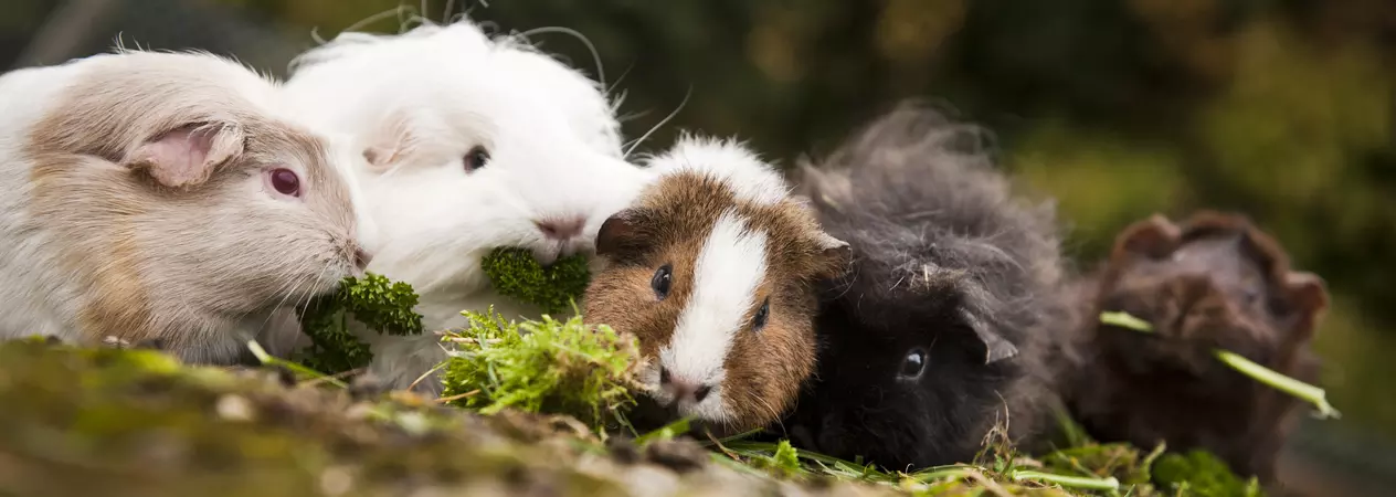 A herd of guinea pigs eating together outdoors.